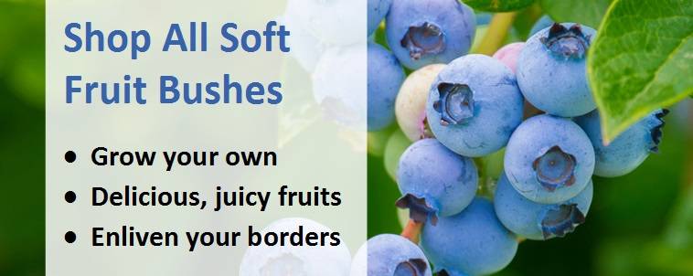 Shop all soft fruit bushes banner 2